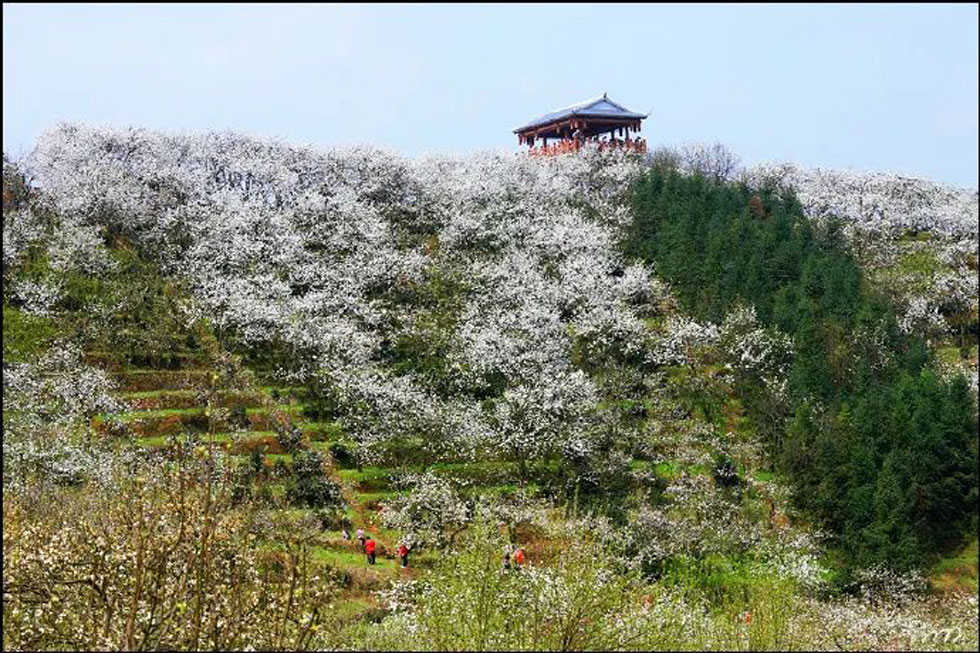 【春天，广西桂林灌阳县向您发出邀请！】我们在灌阳看梨花 - 游山玩水 - 台湾生活社区 - 台湾28生活网 tw.28life.net