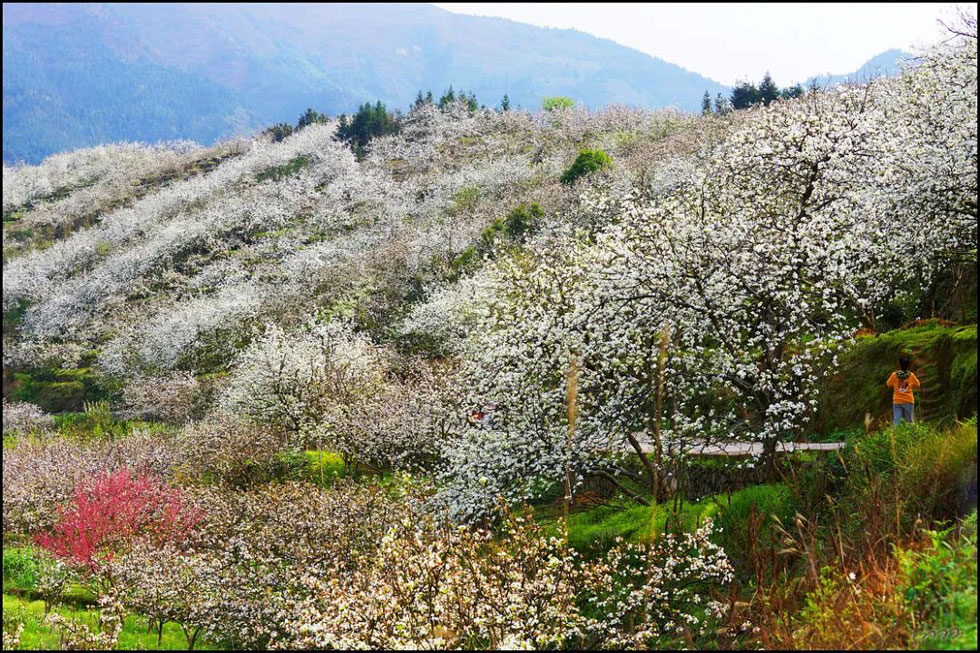 【春天，广西桂林灌阳县向您发出邀请！】我们在灌阳看梨花 - 游山玩水 - 台湾生活社区 - 台湾28生活网 tw.28life.net