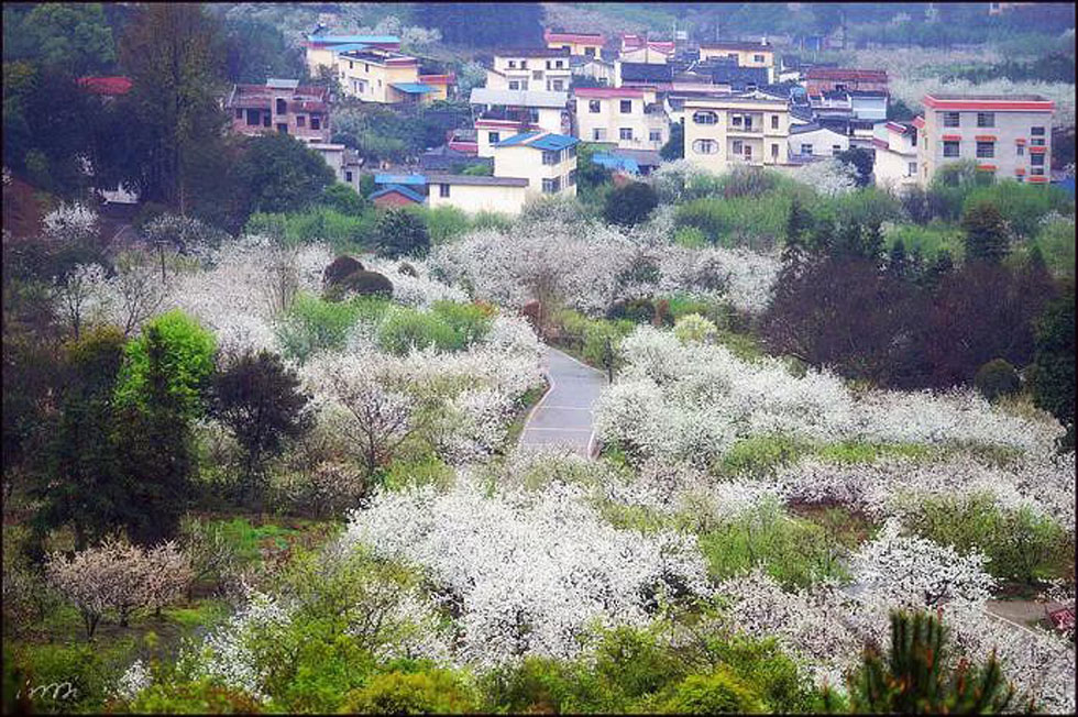 【春天，广西桂林灌阳县向您发出邀请！】我们在灌阳看梨花 - 游山玩水 - 台湾生活社区 - 台湾28生活网 tw.28life.net