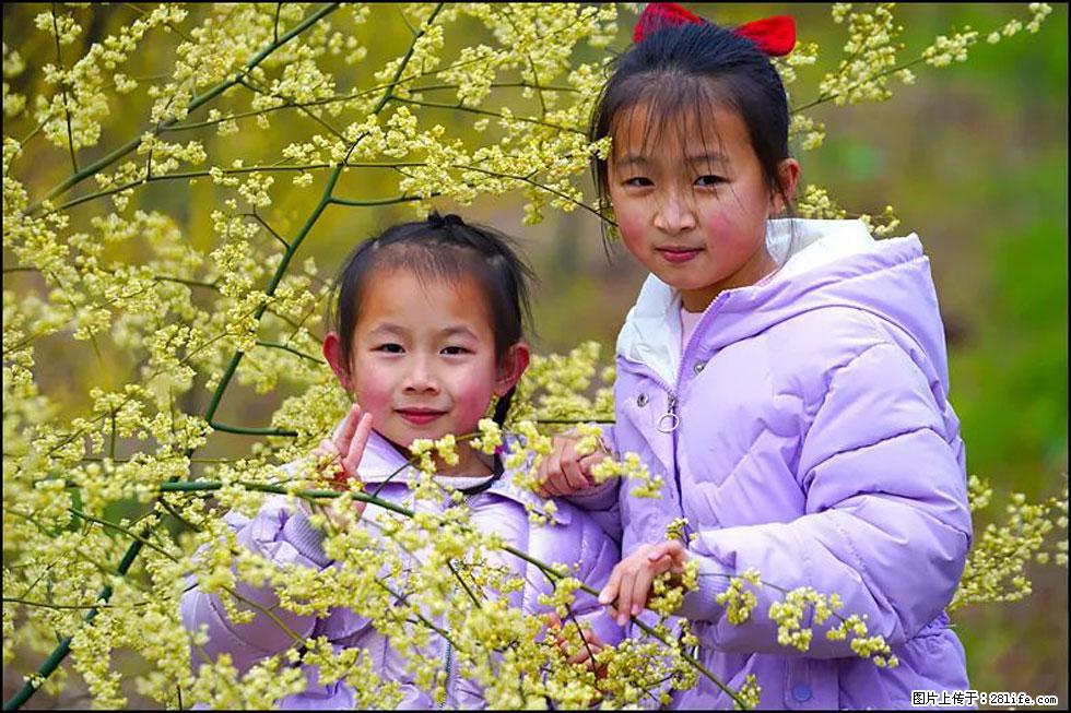 【春天，广西桂林灌阳县向您发出邀请！】米珠山前有片山苍子花在飘香 - 游山玩水 - 台湾生活社区 - 台湾28生活网 tw.28life.net
