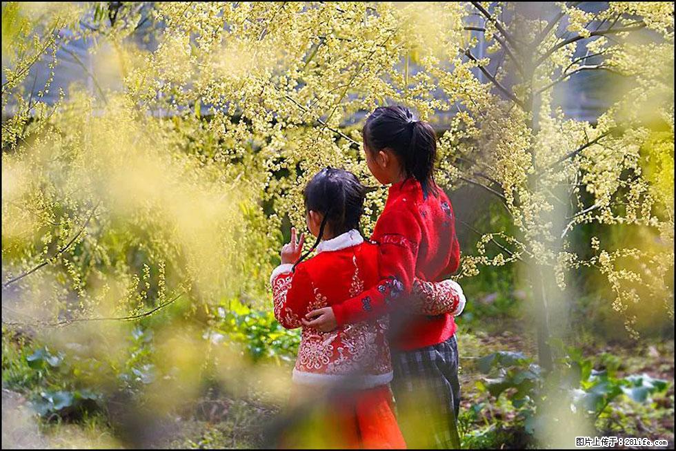 【春天，广西桂林灌阳县向您发出邀请！】米珠山前有片山苍子花在飘香 - 游山玩水 - 台湾生活社区 - 台湾28生活网 tw.28life.net