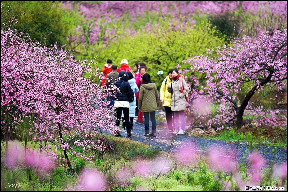 【春天，广西桂林灌阳县向您发出邀请！】官庄村有个醉美的桃花园 - 游山玩水 - 台湾生活社区 - 台湾28生活网 tw.28life.net