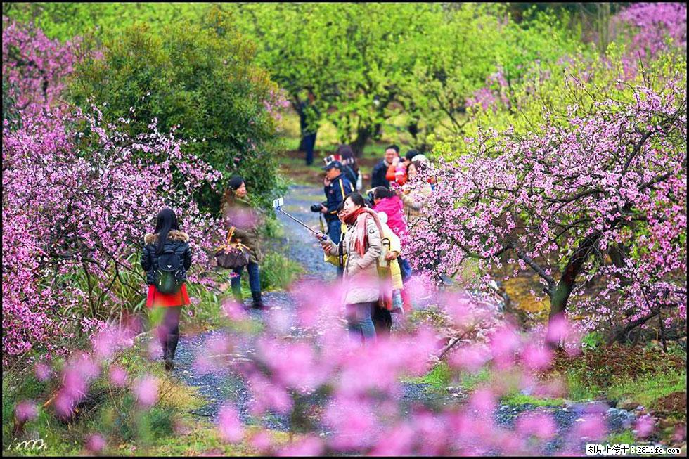 【春天，广西桂林灌阳县向您发出邀请！】官庄村有个醉美的桃花园 - 游山玩水 - 台湾生活社区 - 台湾28生活网 tw.28life.net