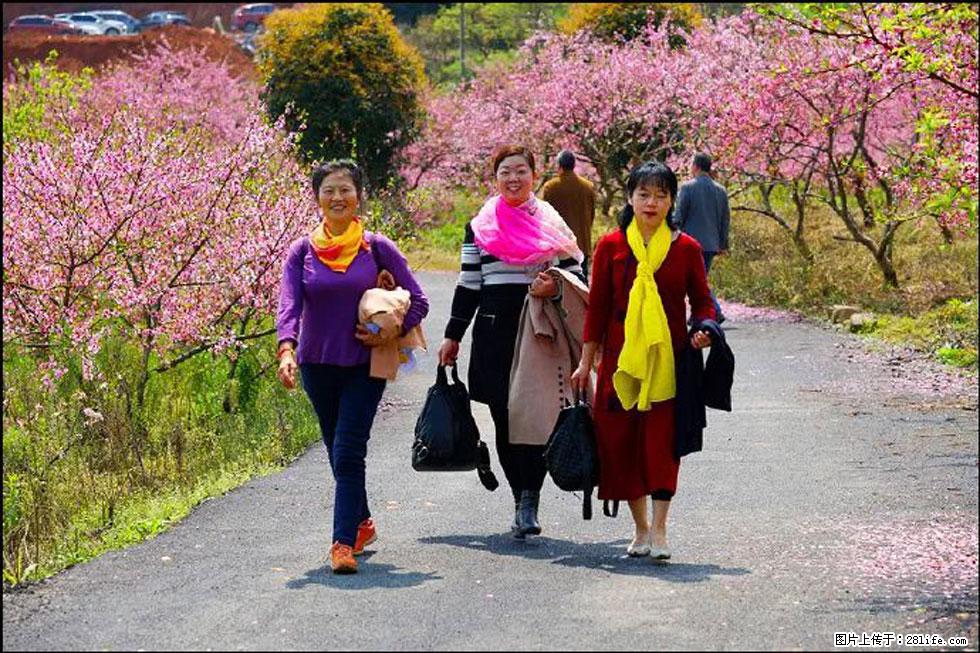 【春天，广西桂林灌阳县向您发出邀请！】官庄村有个醉美的桃花园 - 游山玩水 - 台湾生活社区 - 台湾28生活网 tw.28life.net