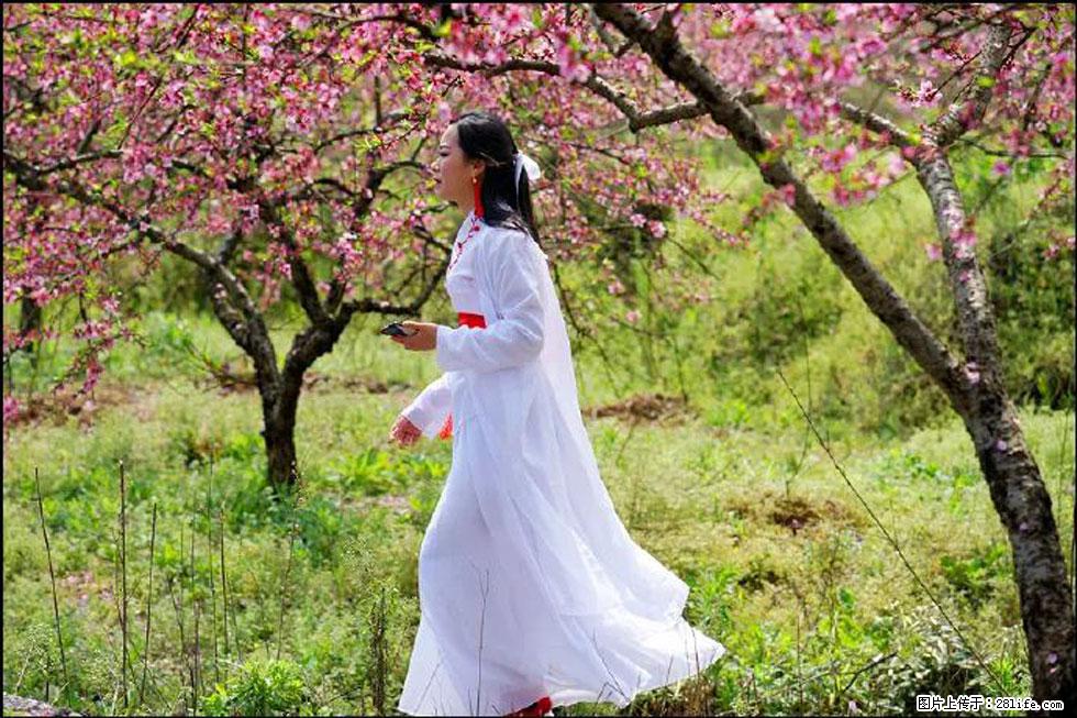 【春天，广西桂林灌阳县向您发出邀请！】官庄村有个醉美的桃花园 - 游山玩水 - 台湾生活社区 - 台湾28生活网 tw.28life.net