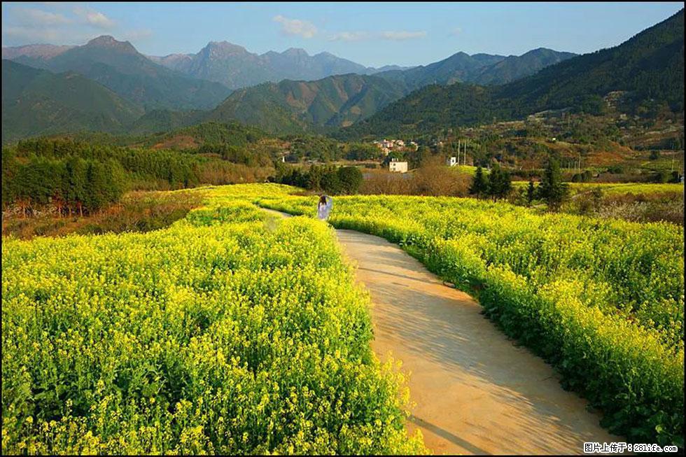 【春天，广西桂林灌阳县向您发出邀请！】长坪村油菜盛情花开 - 游山玩水 - 台湾生活社区 - 台湾28生活网 tw.28life.net