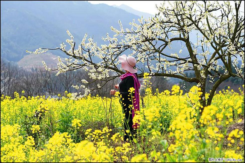 【春天，广西桂林灌阳县向您发出邀请！】长坪村油菜盛情花开 - 游山玩水 - 台湾生活社区 - 台湾28生活网 tw.28life.net