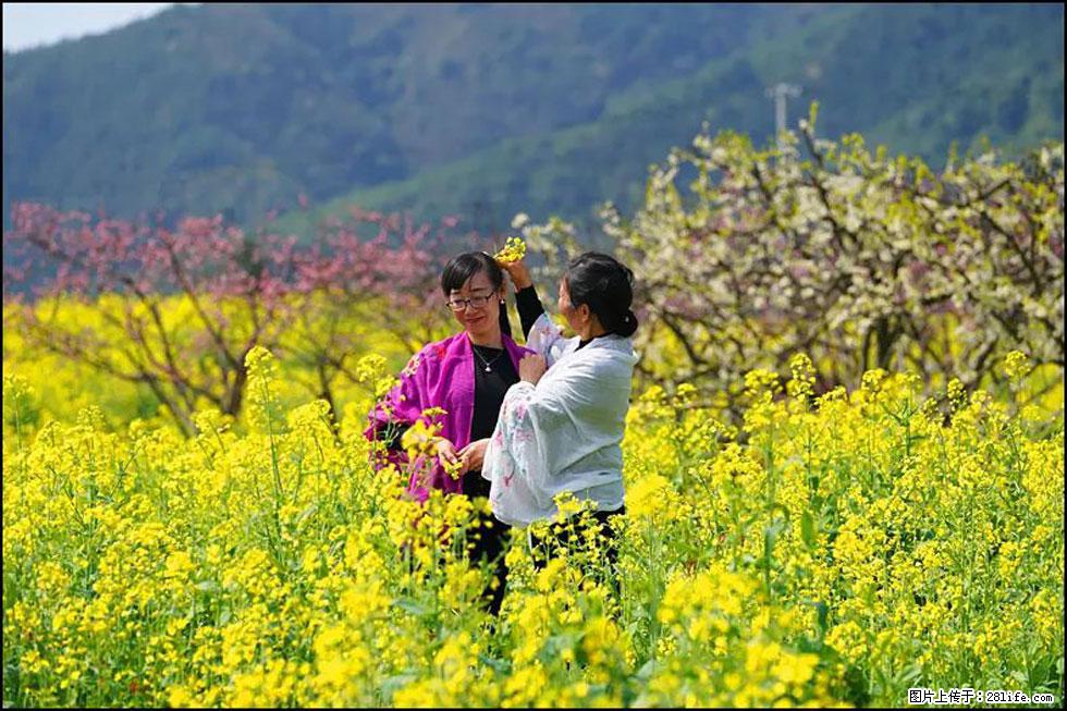 【春天，广西桂林灌阳县向您发出邀请！】长坪村油菜盛情花开 - 游山玩水 - 台湾生活社区 - 台湾28生活网 tw.28life.net