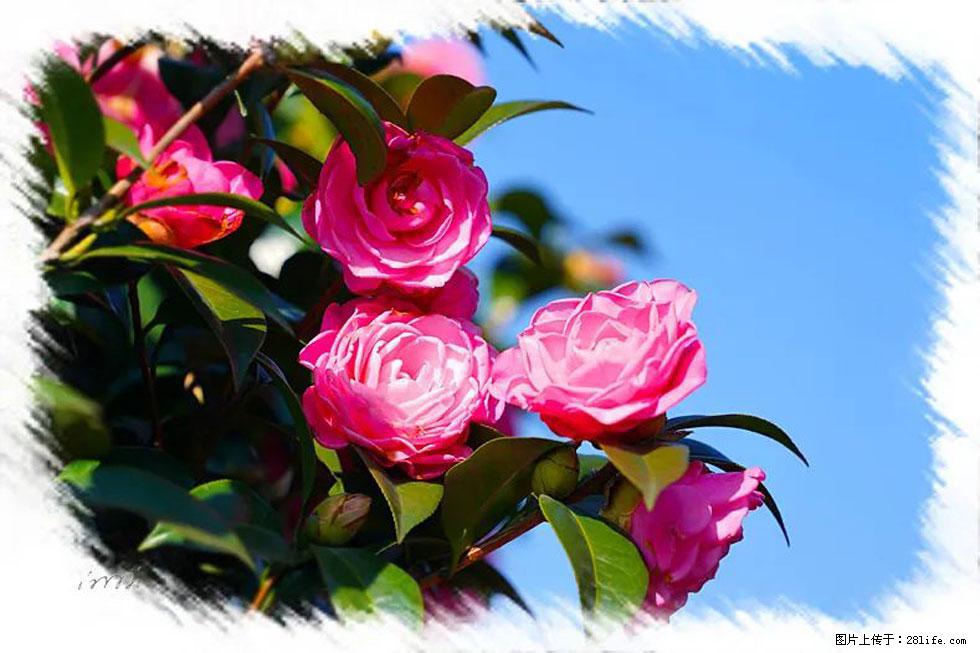 【春天，广西桂林灌阳县向您发出邀请！】杨柳井茶花惹人爱 - 游山玩水 - 台湾生活社区 - 台湾28生活网 tw.28life.net