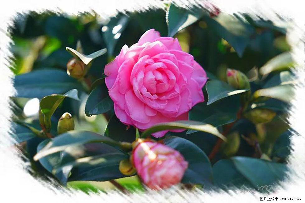 【春天，广西桂林灌阳县向您发出邀请！】杨柳井茶花惹人爱 - 游山玩水 - 台湾生活社区 - 台湾28生活网 tw.28life.net