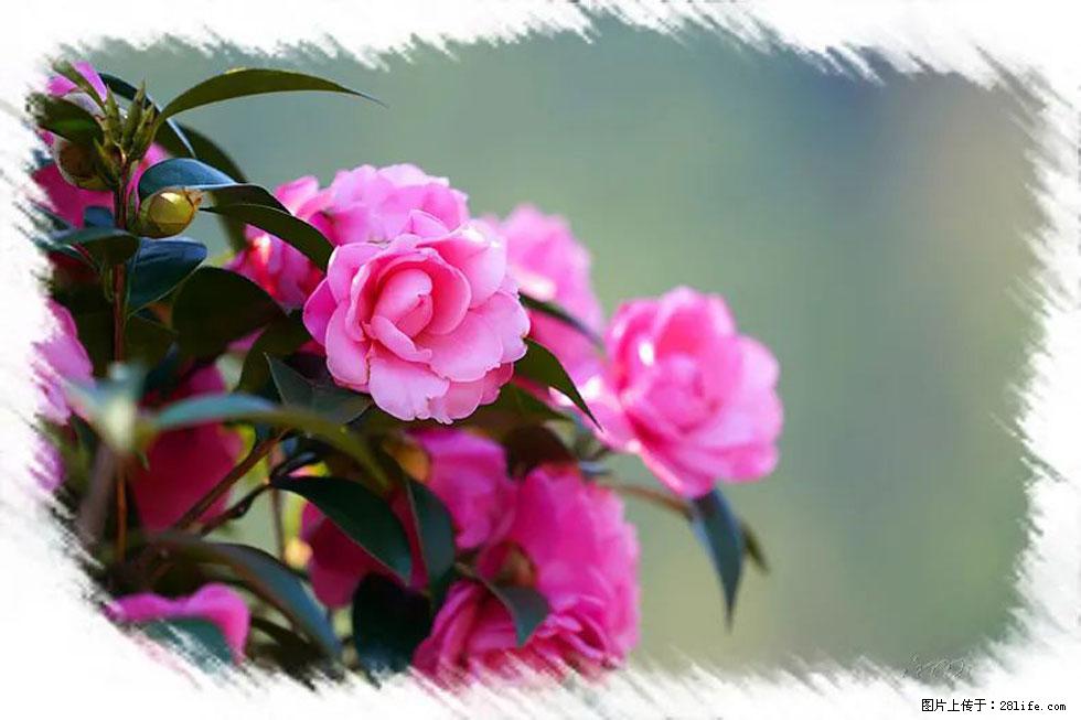 【春天，广西桂林灌阳县向您发出邀请！】杨柳井茶花惹人爱 - 游山玩水 - 台湾生活社区 - 台湾28生活网 tw.28life.net