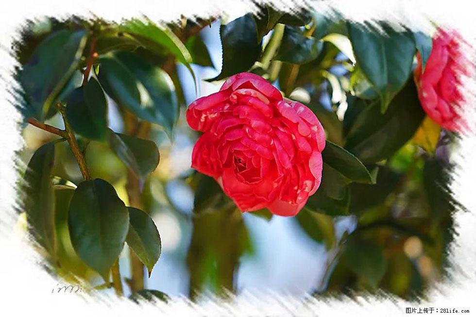 【春天，广西桂林灌阳县向您发出邀请！】杨柳井茶花惹人爱 - 游山玩水 - 台湾生活社区 - 台湾28生活网 tw.28life.net