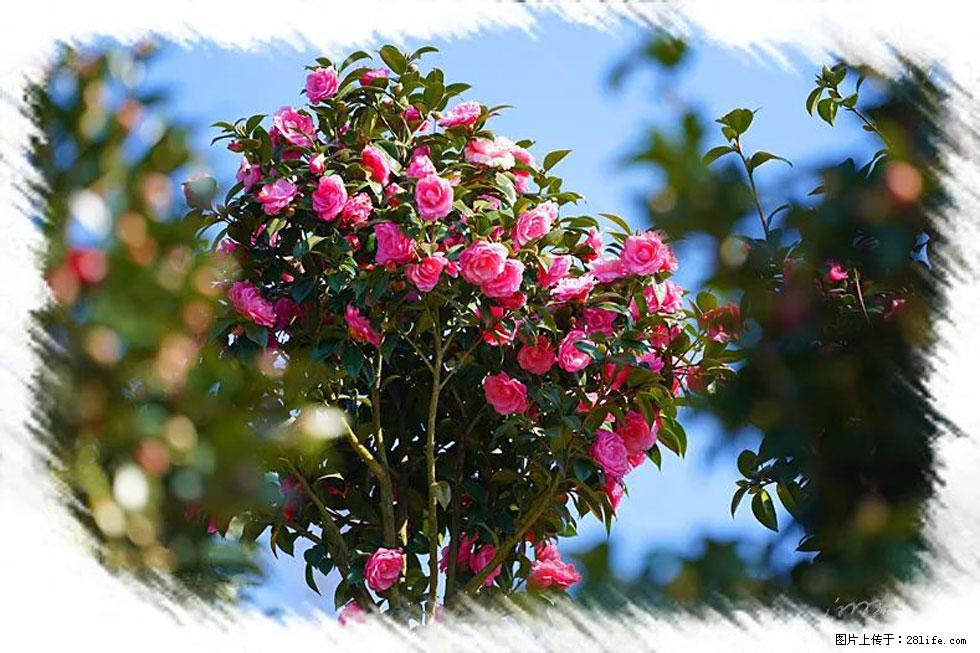【春天，广西桂林灌阳县向您发出邀请！】杨柳井茶花惹人爱 - 游山玩水 - 台湾生活社区 - 台湾28生活网 tw.28life.net