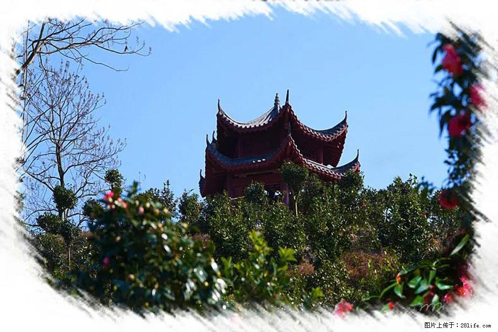 【春天，广西桂林灌阳县向您发出邀请！】杨柳井茶花惹人爱 - 游山玩水 - 台湾生活社区 - 台湾28生活网 tw.28life.net
