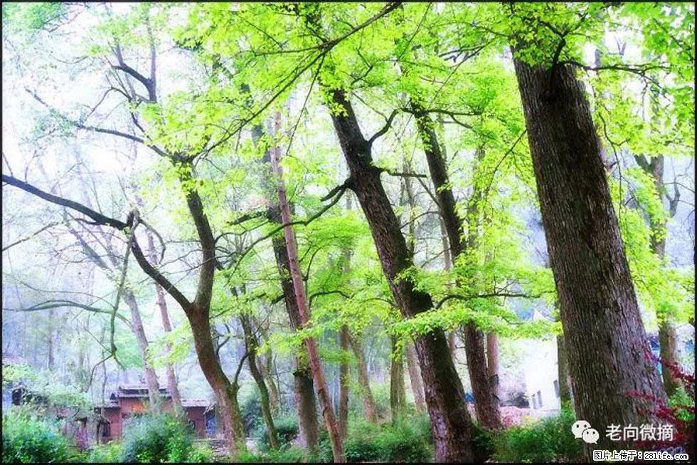 【春天，广西桂林灌阳县向您发出邀请！】在小龙村与春天约会 - 游山玩水 - 台湾生活社区 - 台湾28生活网 tw.28life.net