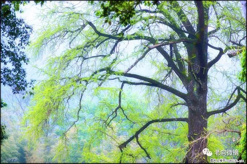 【春天，广西桂林灌阳县向您发出邀请！】在小龙村与春天约会 - 游山玩水 - 台湾生活社区 - 台湾28生活网 tw.28life.net