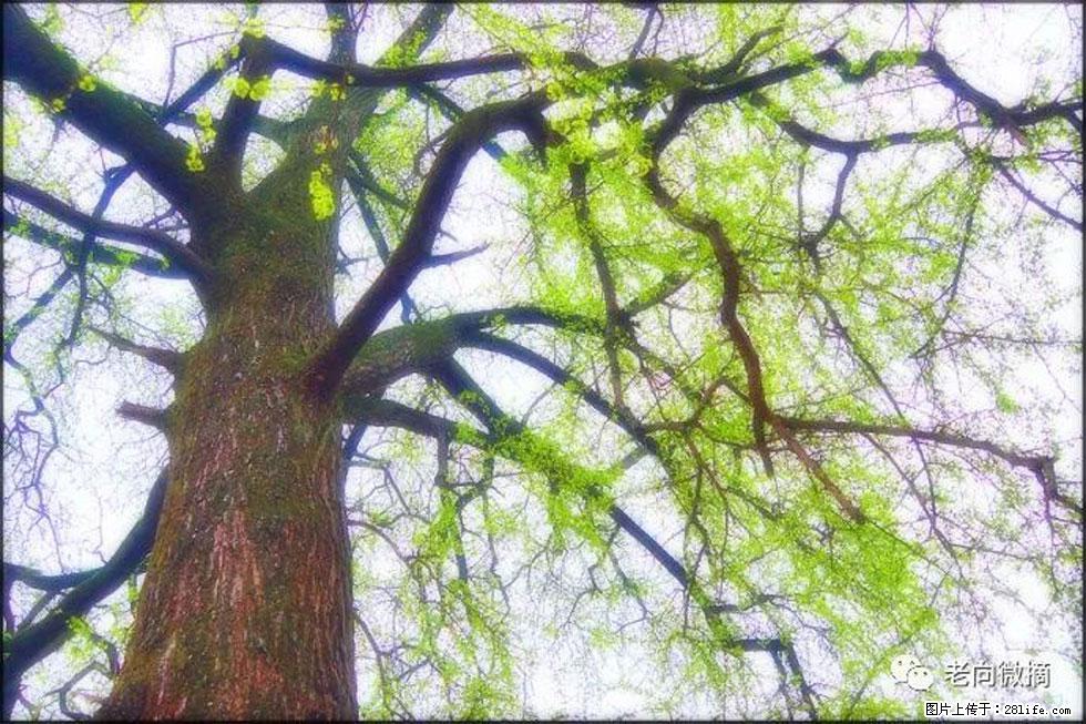 【春天，广西桂林灌阳县向您发出邀请！】在小龙村与春天约会 - 游山玩水 - 台湾生活社区 - 台湾28生活网 tw.28life.net