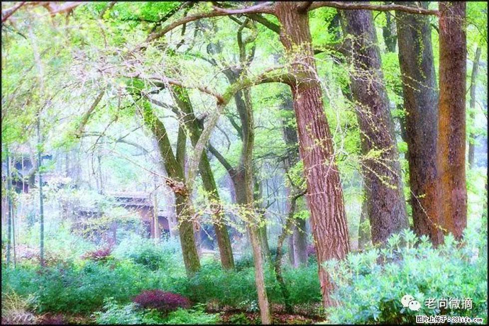【春天，广西桂林灌阳县向您发出邀请！】在小龙村与春天约会 - 游山玩水 - 台湾生活社区 - 台湾28生活网 tw.28life.net