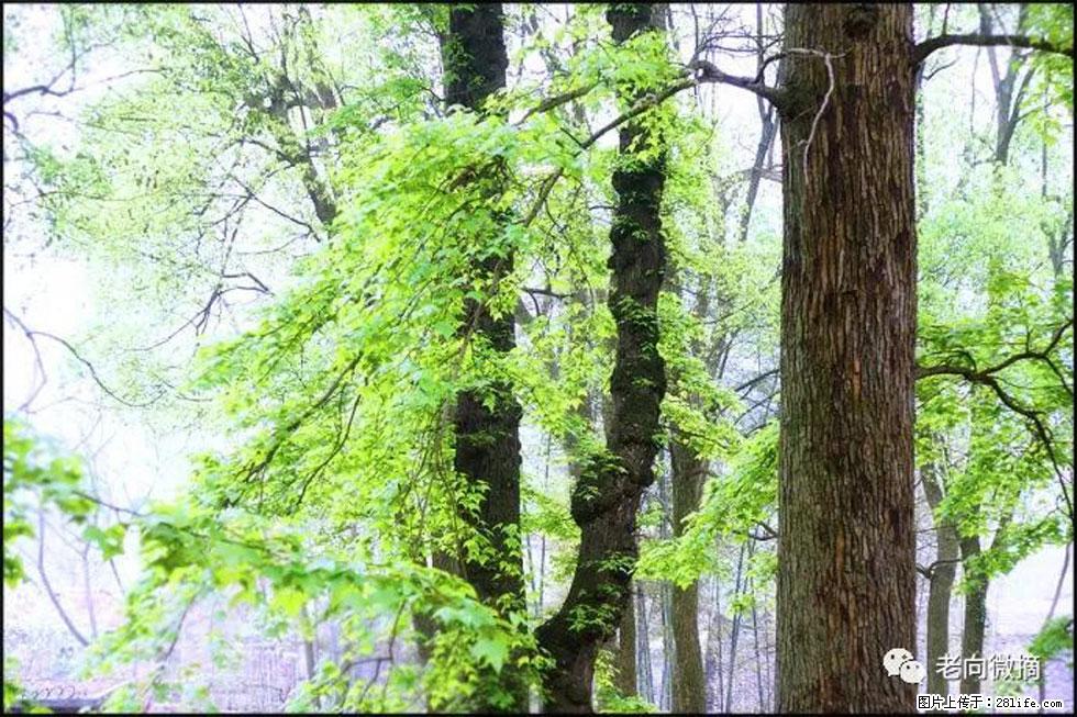 【春天，广西桂林灌阳县向您发出邀请！】在小龙村与春天约会 - 游山玩水 - 台湾生活社区 - 台湾28生活网 tw.28life.net