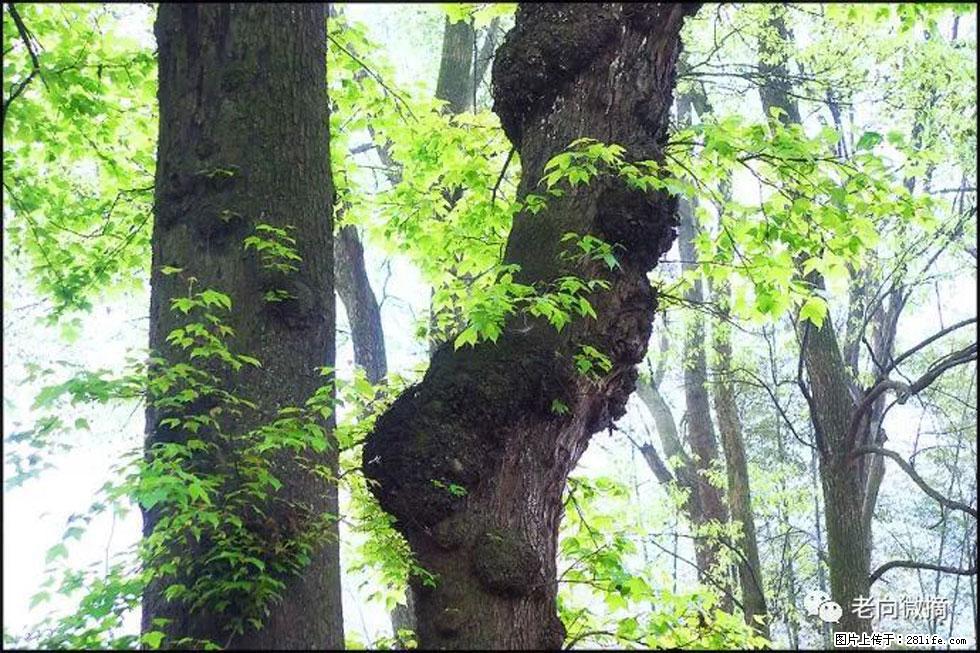 【春天，广西桂林灌阳县向您发出邀请！】在小龙村与春天约会 - 游山玩水 - 台湾生活社区 - 台湾28生活网 tw.28life.net