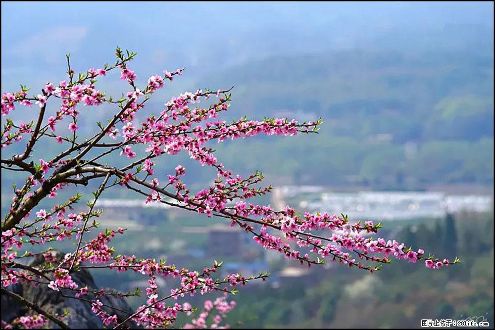 【春天，广西桂林灌阳县向您发出邀请！】望月岭上桃花开 - 游山玩水 - 台湾生活社区 - 台湾28生活网 tw.28life.net