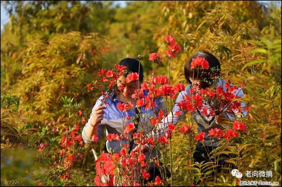 【春天，广西桂林灌阳县向您发出邀请！】登麒麟山，相约映山红 - 游山玩水 - 台湾生活社区 - 台湾28生活网 tw.28life.net