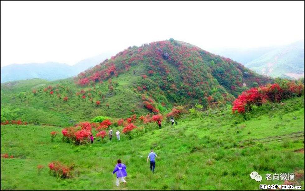 【春天，广西桂林灌阳县向您发出邀请！】宝盖山上映山红 - 游山玩水 - 台湾生活社区 - 台湾28生活网 tw.28life.net