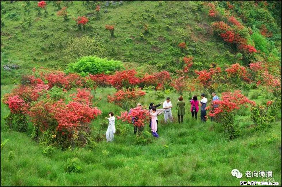 【春天，广西桂林灌阳县向您发出邀请！】宝盖山上映山红 - 游山玩水 - 台湾生活社区 - 台湾28生活网 tw.28life.net