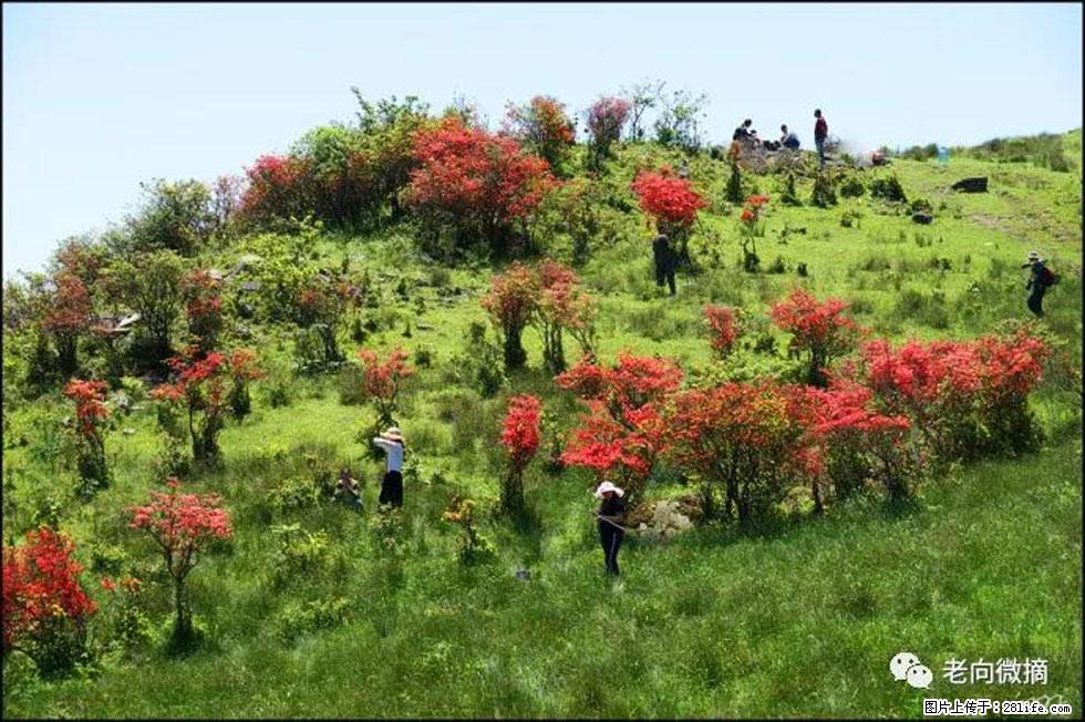【春天，广西桂林灌阳县向您发出邀请！】宝盖山上映山红 - 游山玩水 - 台湾生活社区 - 台湾28生活网 tw.28life.net