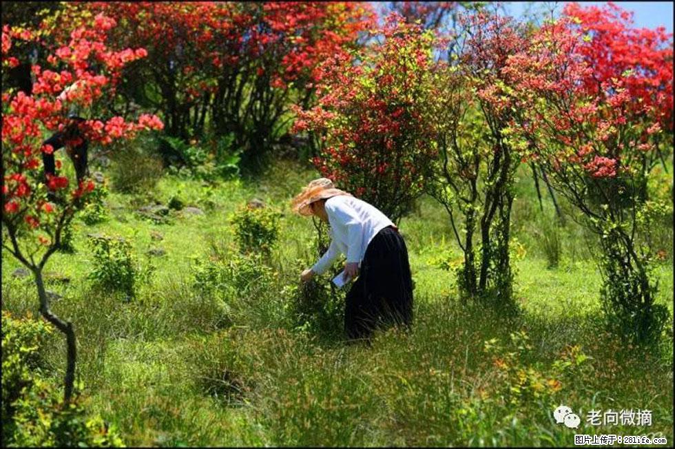 【春天，广西桂林灌阳县向您发出邀请！】宝盖山上映山红 - 游山玩水 - 台湾生活社区 - 台湾28生活网 tw.28life.net
