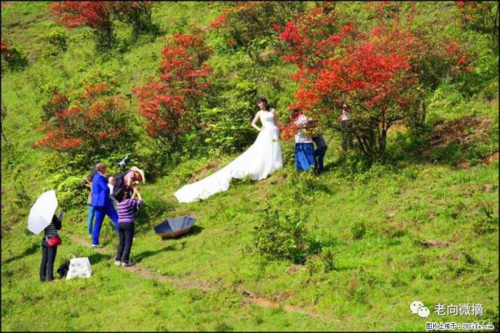 【春天，广西桂林灌阳县向您发出邀请！】宝盖山上映山红 - 游山玩水 - 台湾生活社区 - 台湾28生活网 tw.28life.net