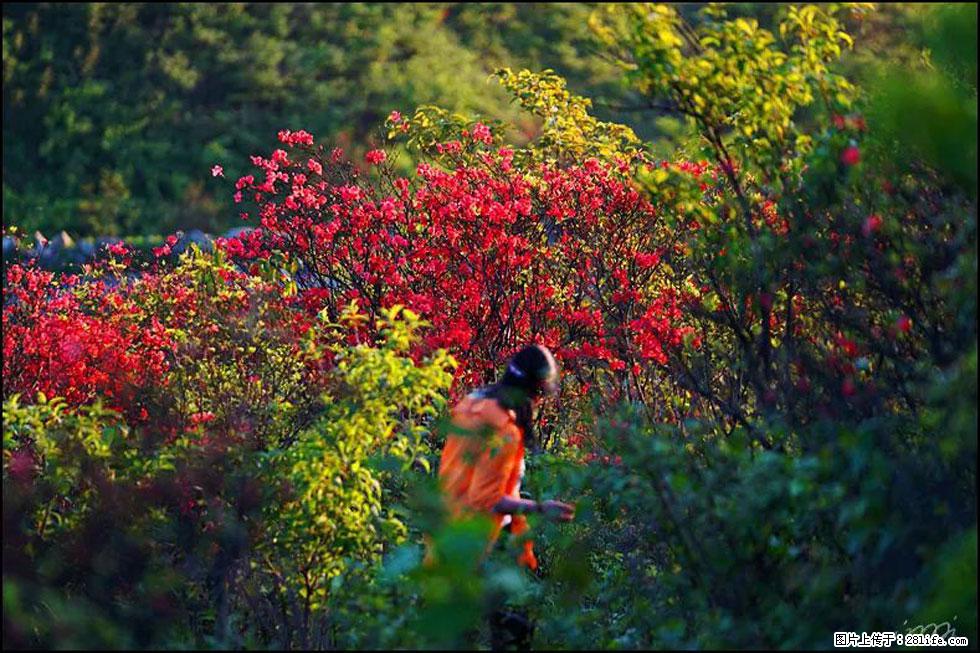 【春天，广西桂林灌阳县向您发出邀请！】春木界上映山红 - 游山玩水 - 台湾生活社区 - 台湾28生活网 tw.28life.net