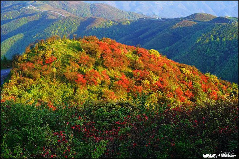 【春天，广西桂林灌阳县向您发出邀请！】春木界上映山红 - 游山玩水 - 台湾生活社区 - 台湾28生活网 tw.28life.net