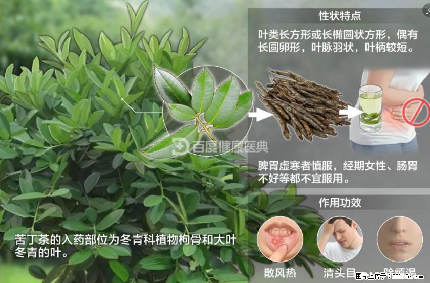苦丁茶有哪些功效和作用 - 生活百科 - 台湾生活社区 - 台湾28生活网 tw.28life.net