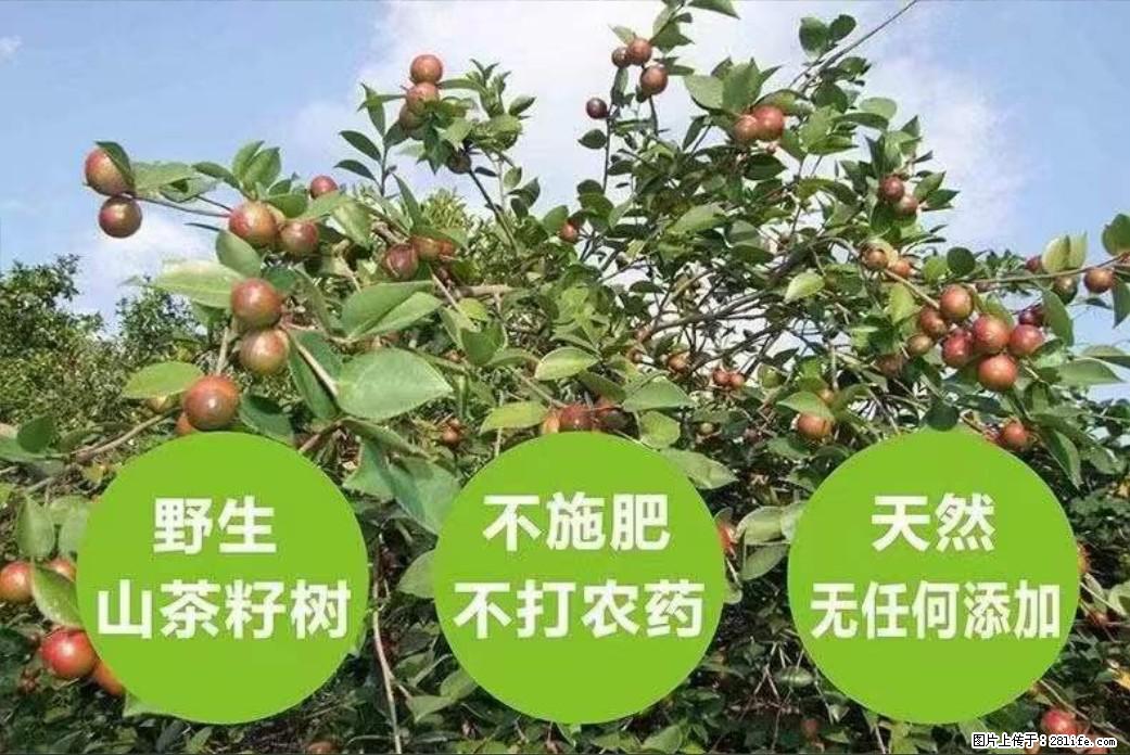 【灌阳县油茶产业示范区】一个有着充实的精神生活的人，对待身外之物自会有一种淡泊的态度 - 美食天地 - 台湾生活社区 - 台湾28生活网 tw.28life.net