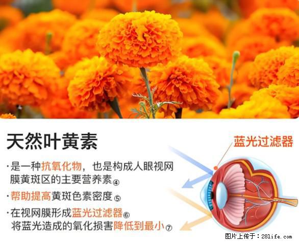 叶黄素有什么功效和作用 - 生活百科 - 台湾生活社区 - 台湾28生活网 tw.28life.net