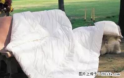 被子有异味？只要这样做，比晒太阳还强100倍！ - 家居生活 - 台湾生活社区 - 台湾28生活网 tw.28life.net