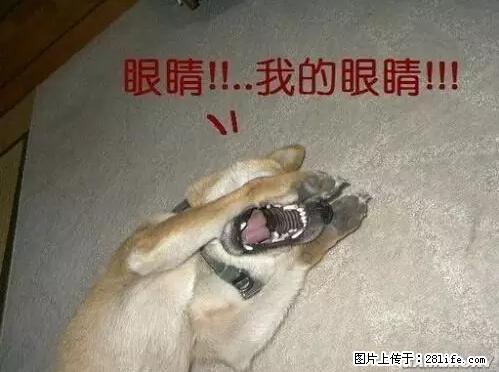 笑癫了！一女的怀孕三年未生，他终于忍不住了... - 娱乐八卦 - 台湾生活社区 - 台湾28生活网 tw.28life.net