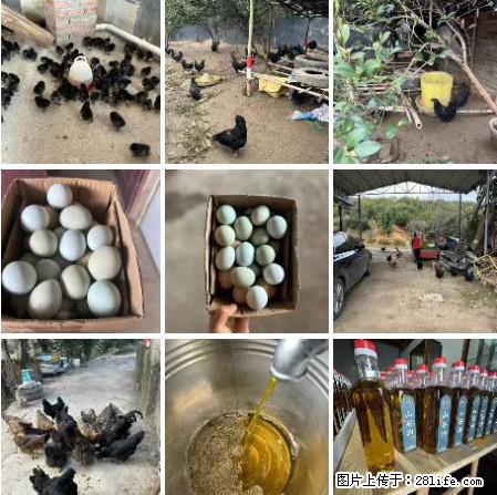 油茶园从小鸡仔开始养起的纯土鸡、土鸡蛋可以预定啦！还有前几天刚榨的纯山茶油哦 - 美食天地 - 台湾生活社区 - 台湾28生活网 tw.28life.net