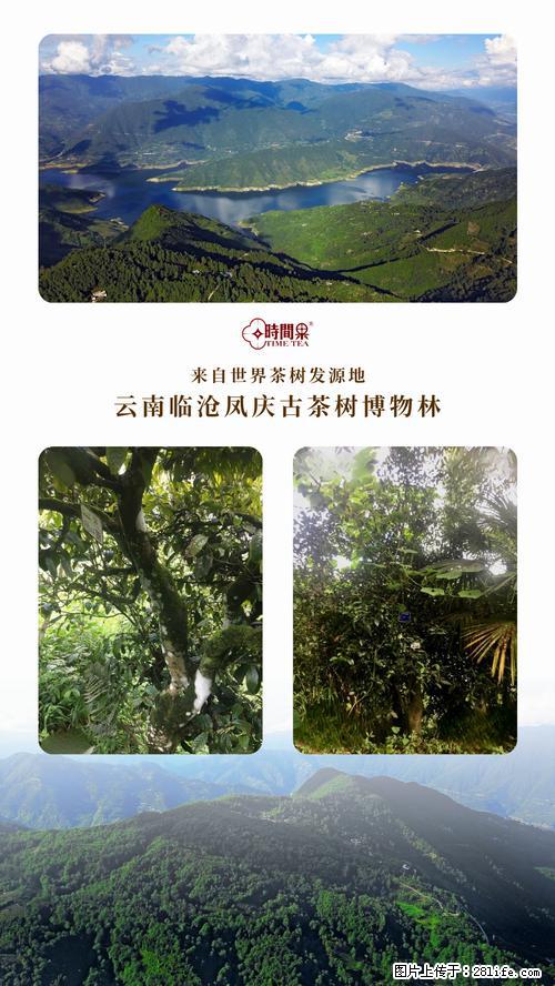 时间果百年古树2025年春红茶 - 购物交流 - 台湾生活社区 - 台湾28生活网 tw.28life.net