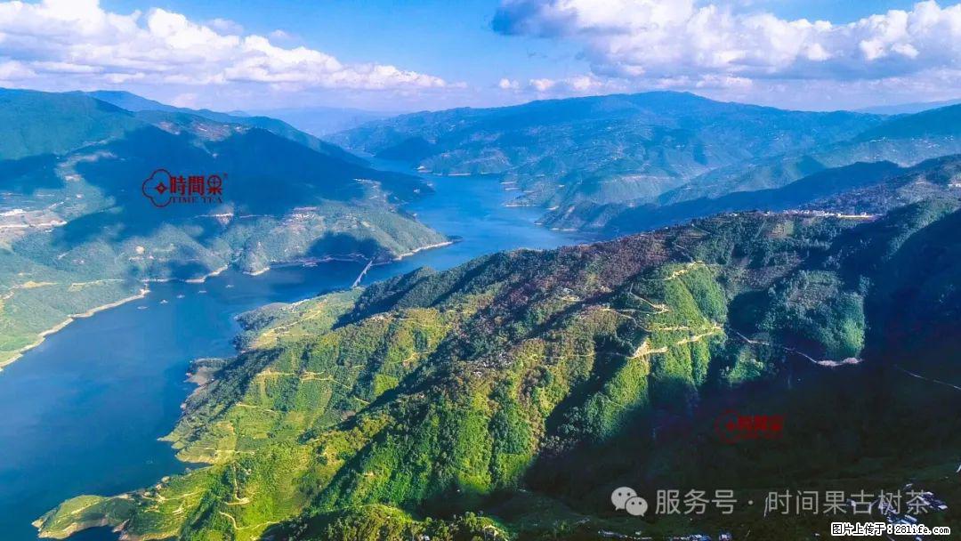 时间果百年古树龙珠普洱生茶 - 购物交流 - 台湾生活社区 - 台湾28生活网 tw.28life.net