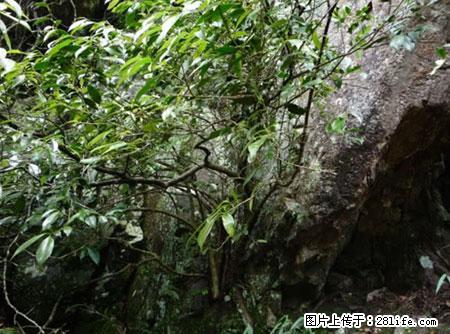平乐石崖茶，珍贵仅次于金花茶 - 台湾生活资讯 - 台湾28生活网 tw.28life.net