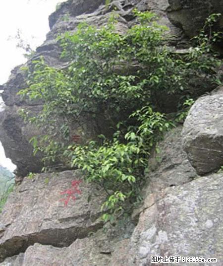 平乐石崖茶，珍贵仅次于金花茶 - 台湾生活资讯 - 台湾28生活网 tw.28life.net