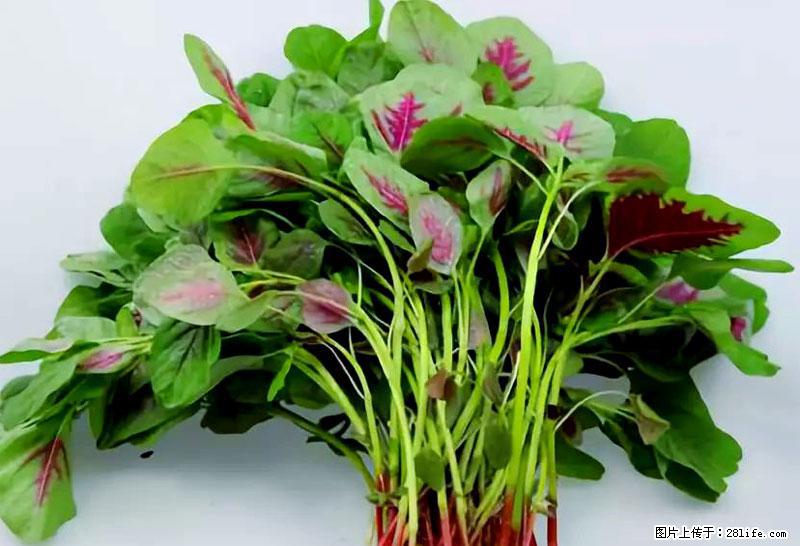 这些蔬菜是“天然钙片”，这6种被医生重点推荐 - 台湾生活资讯 - 台湾28生活网 tw.28life.net