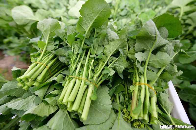 这些蔬菜是“天然钙片”，这6种被医生重点推荐 - 台湾生活资讯 - 台湾28生活网 tw.28life.net